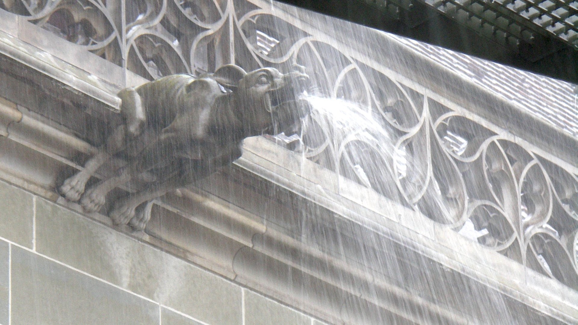 An overflowing gargoyle at Bern Minster during heavy rain.