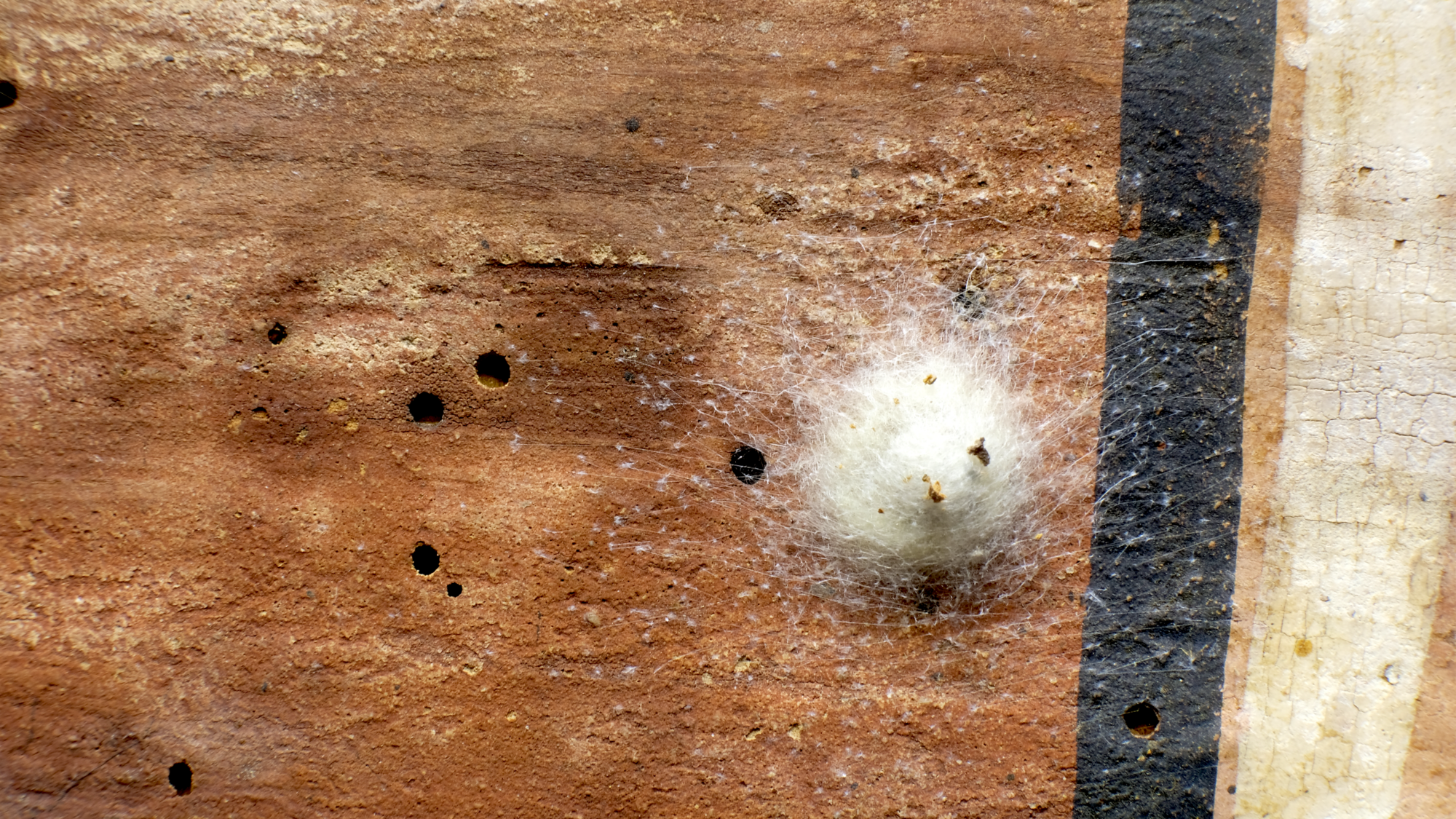 Pest infestation at St Martin’s Church in Zillis