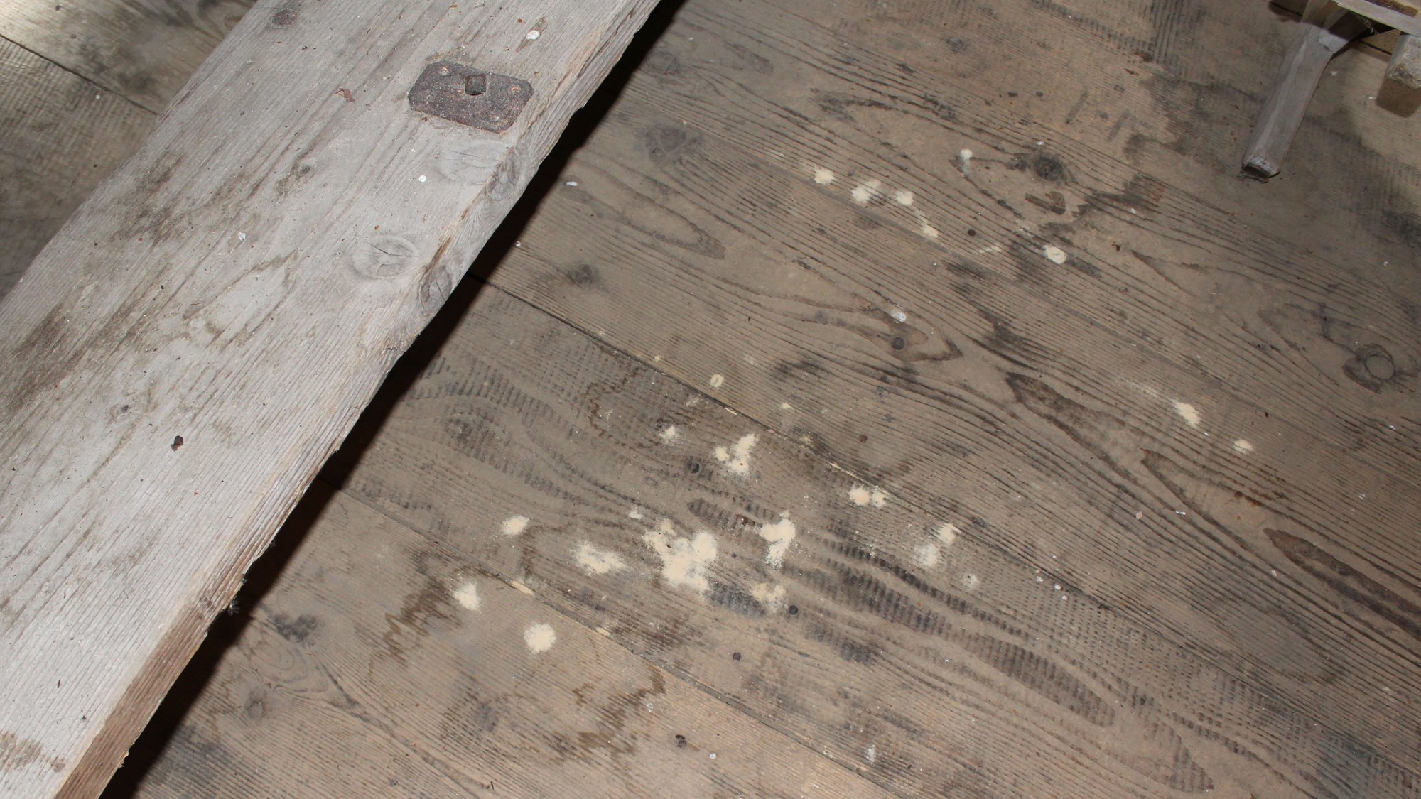 Piles of sawdust caused by wood-boring insects on wooden beams in the absinthe dryer in Boveresse.