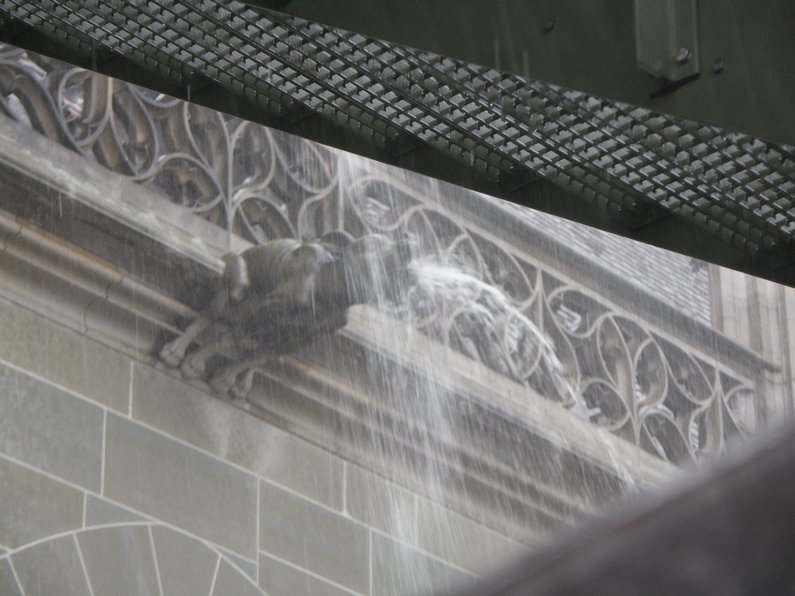 Überlaufender Wasserspeier beim Berner Münster während Starkregen.